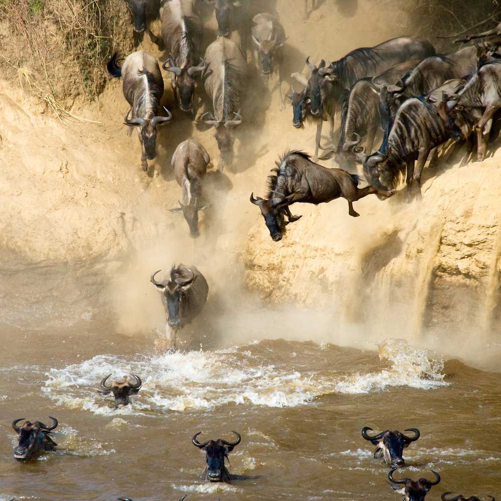 The Great Migration — 