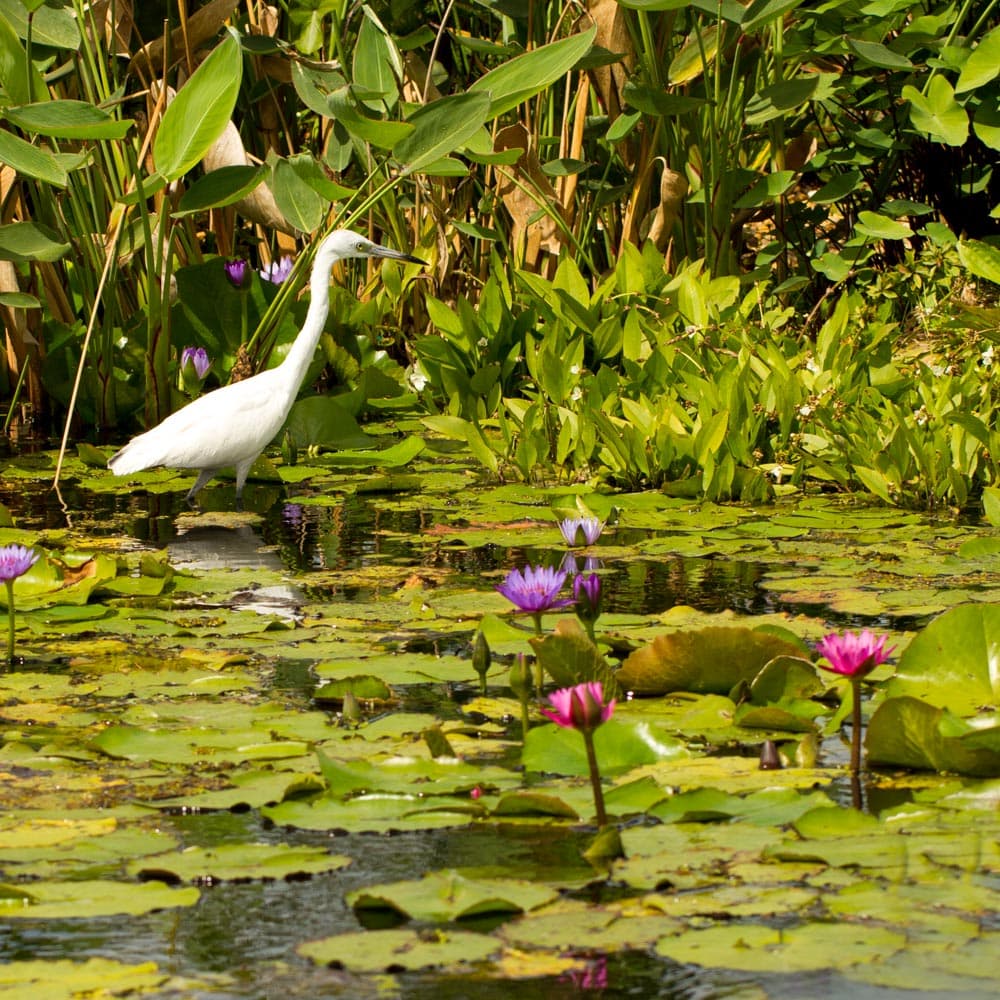 Naples Botanical Garden — 