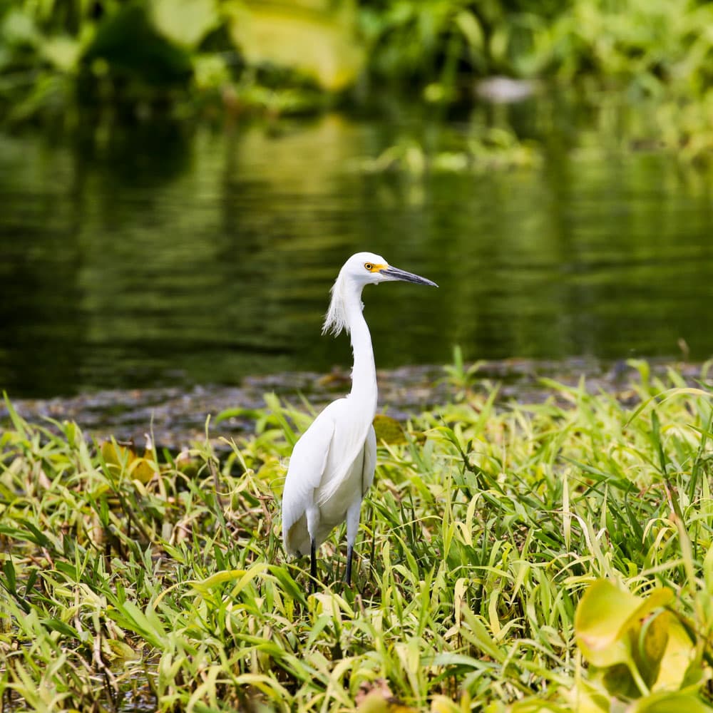 Laguna el Jocotal — 
