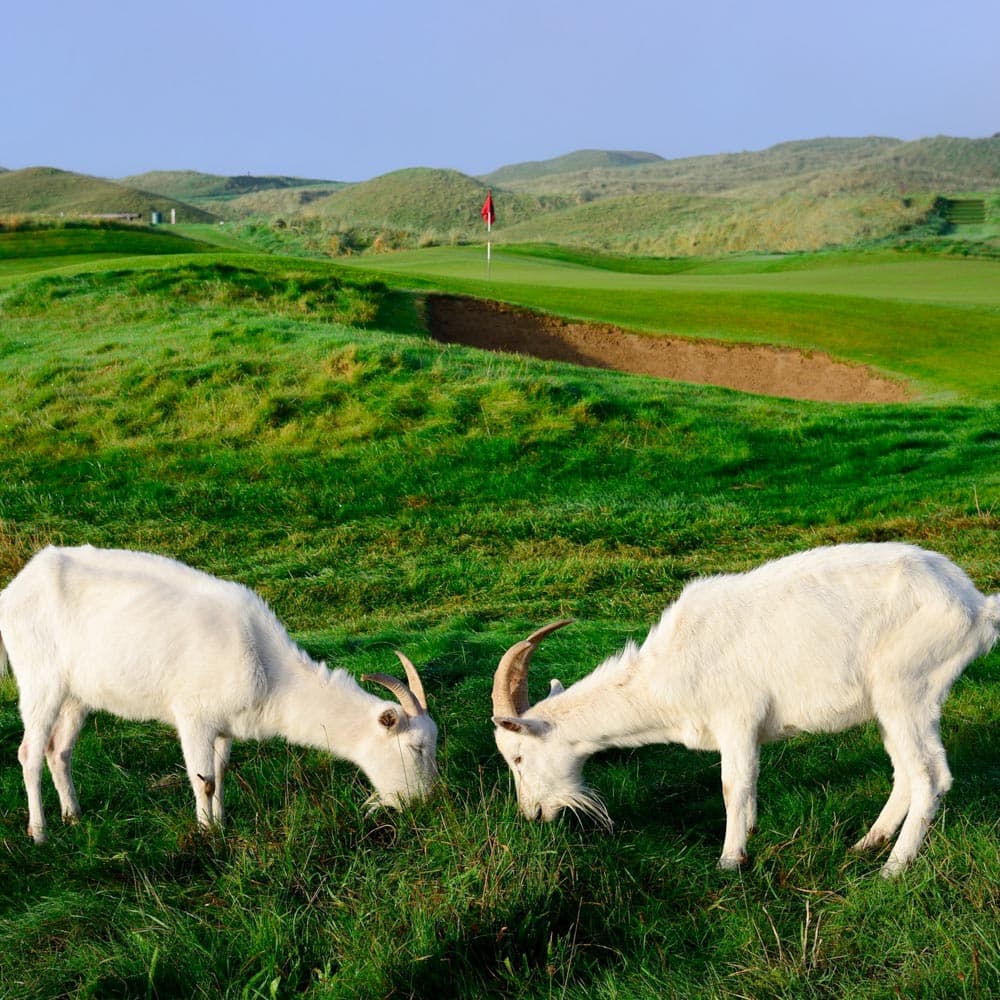 Lahinch Golf Club — 