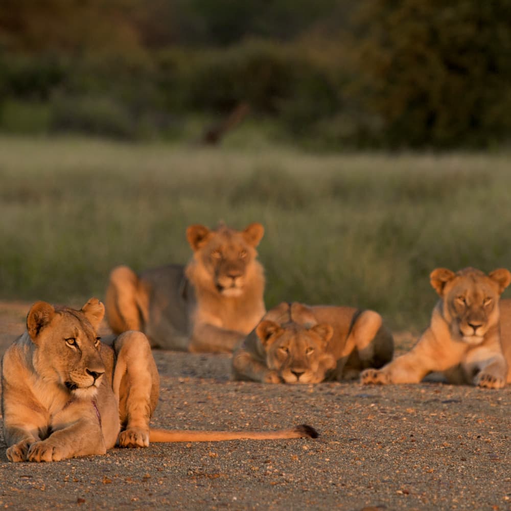 Madikwe Game Reserve — South Africa, Africa