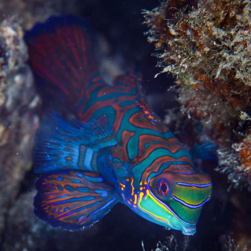 Mandarin Fish Lake — 