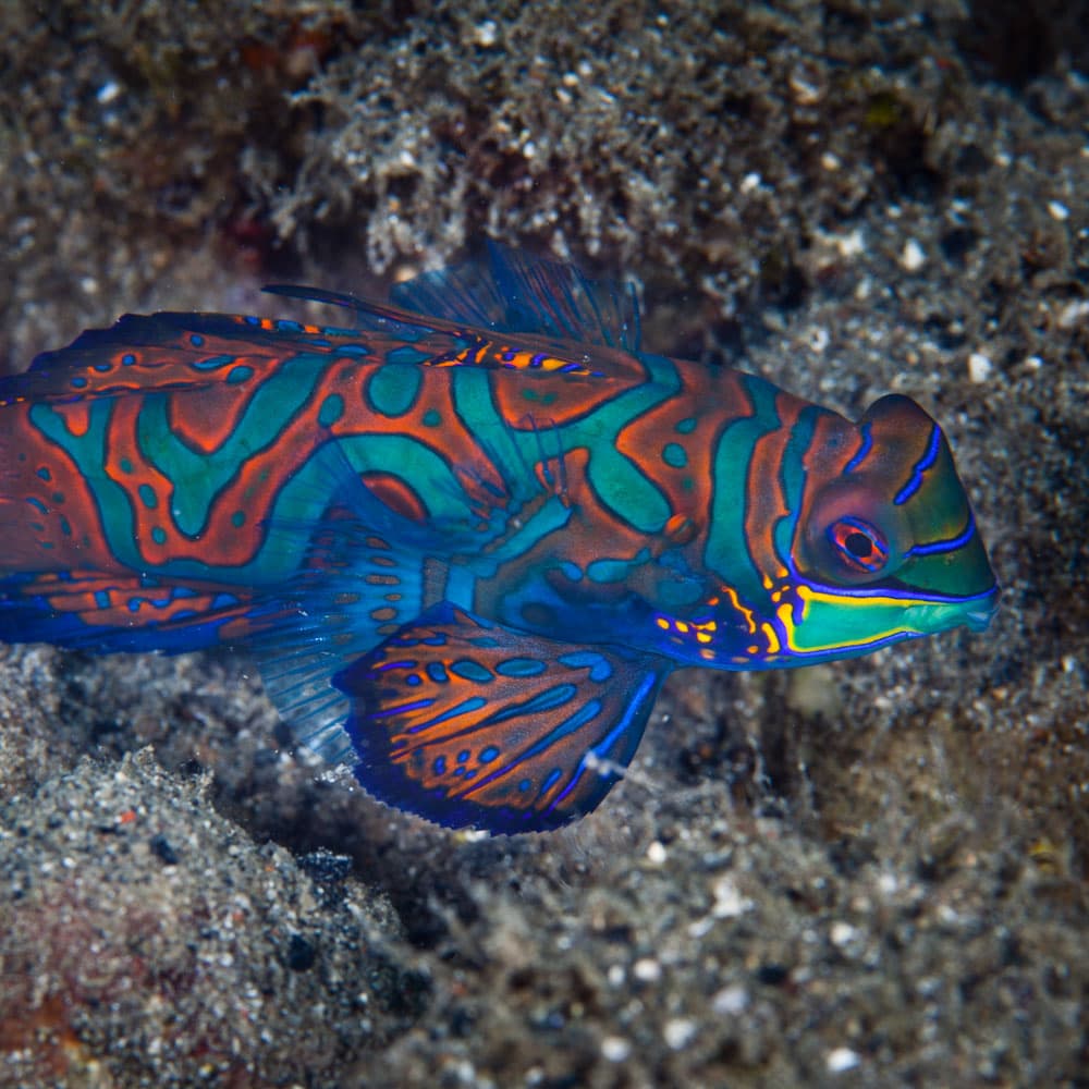 Mandarin Fish Lake — 