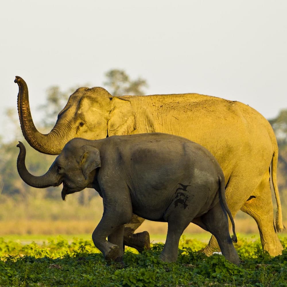 Kaziranga National Park — India, Asia