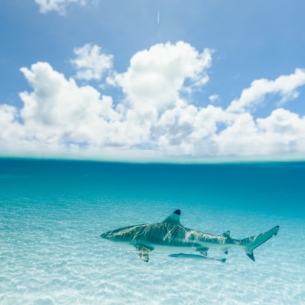 Koror — Palau, Oceania