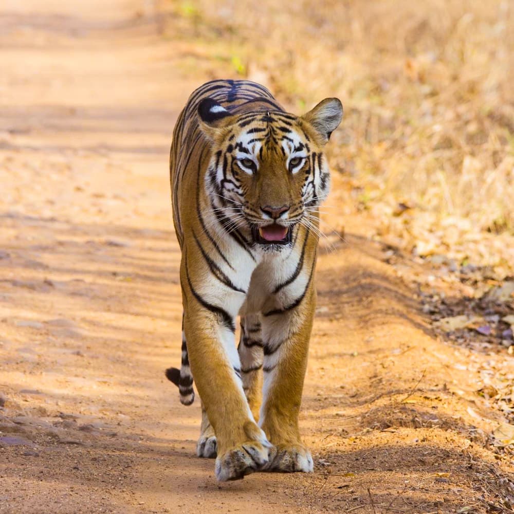 Mundanthurai Tiger Reserve — India, Asia