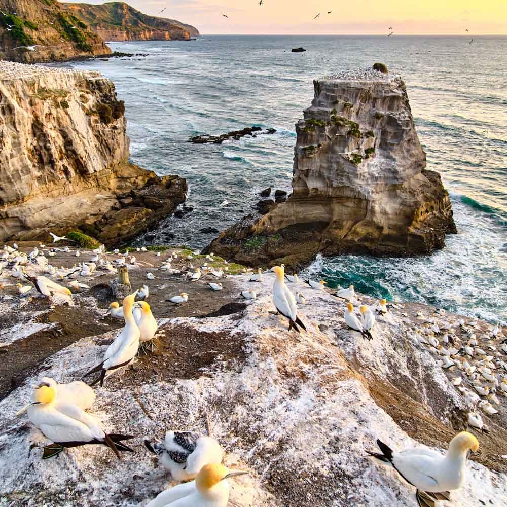 Muriwai Gannet Colony — 