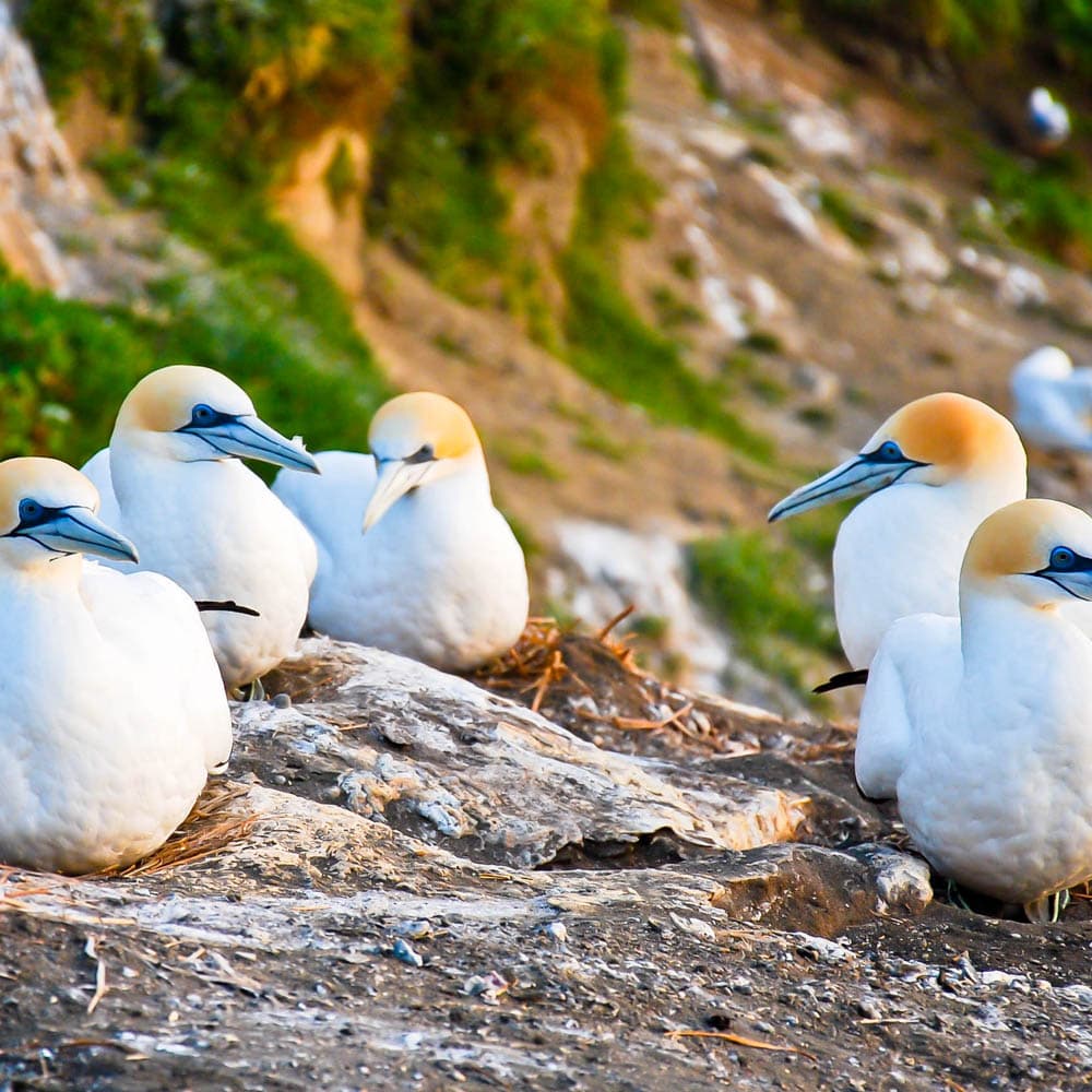 Muriwai Gannet Colony — 