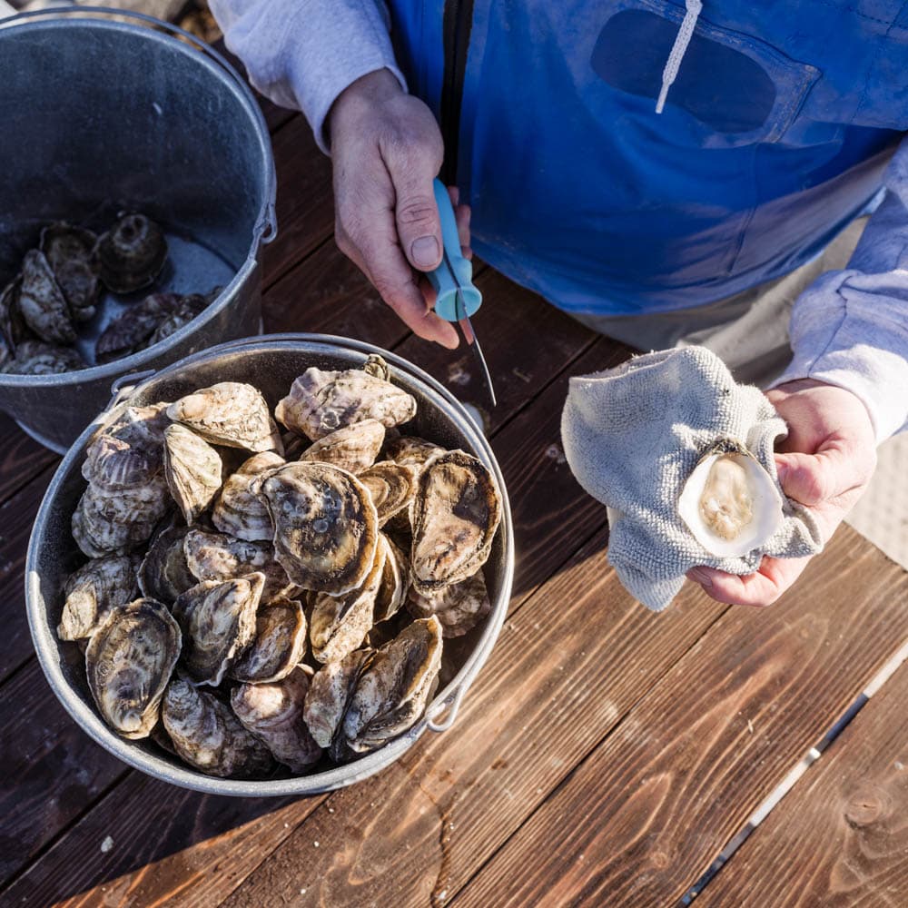 NC Oyster Trail — North Carolina, United States, North America