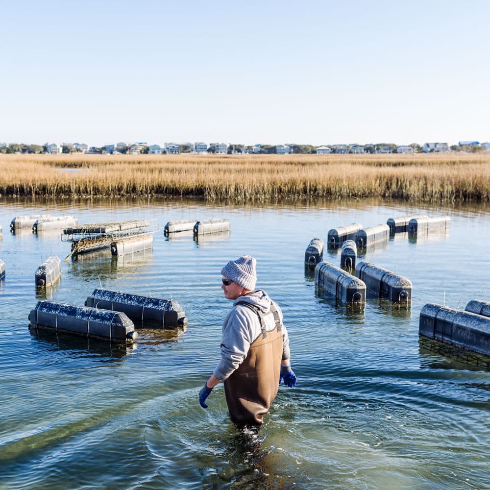 NC Oyster Trail — 