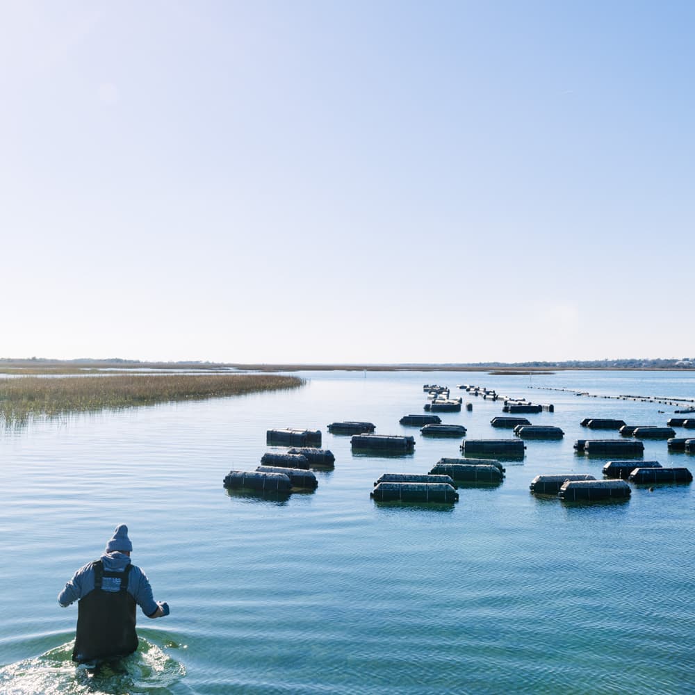 NC Oyster Trail — 