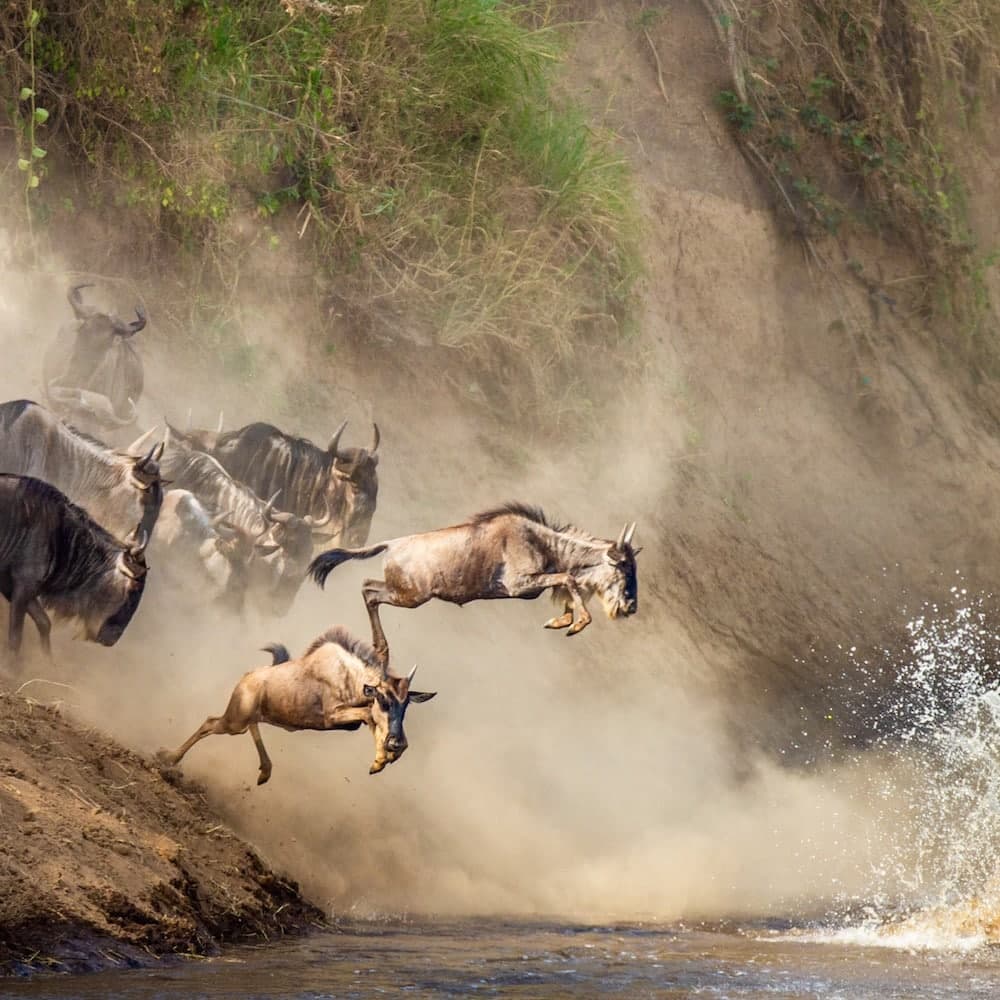 The Great Migration — 