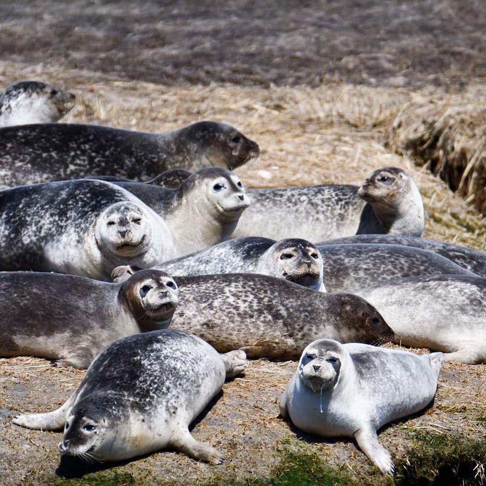 New York Marine Rescue Center — 