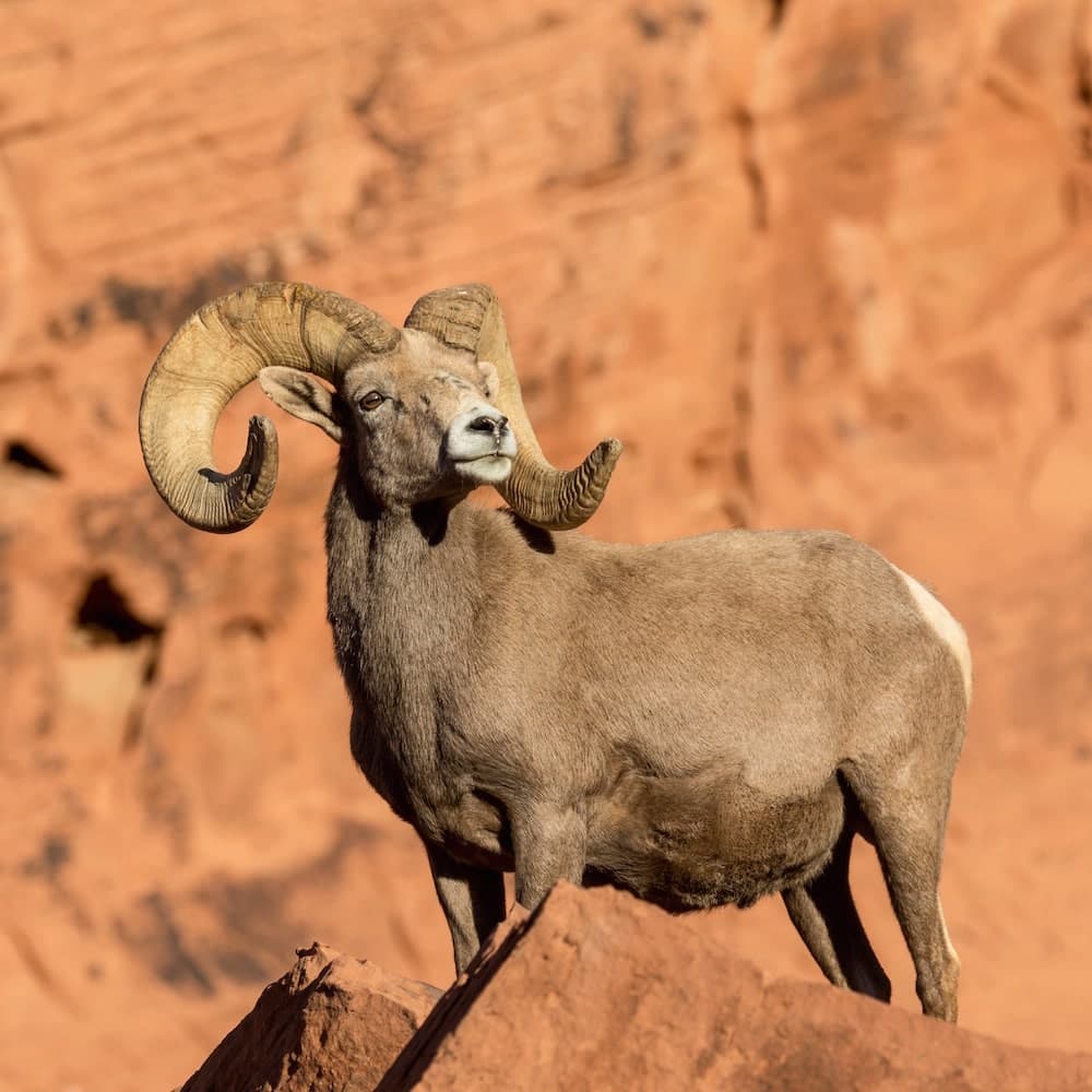 Kofa National Wildlife Refuge — Arizona, United States, North America