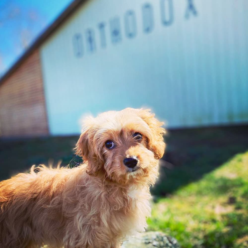 Orthodox Farmhouse Brewery — 