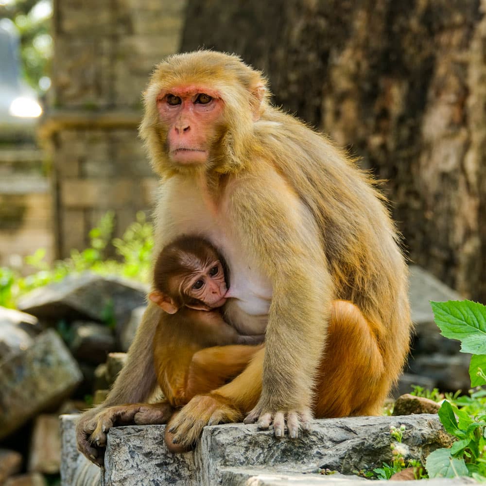 Pashupatinath Temple — 