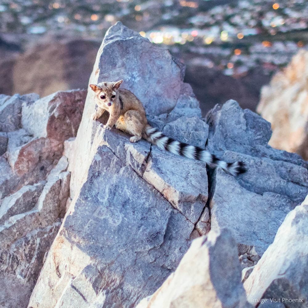 Piestewa Peak — 