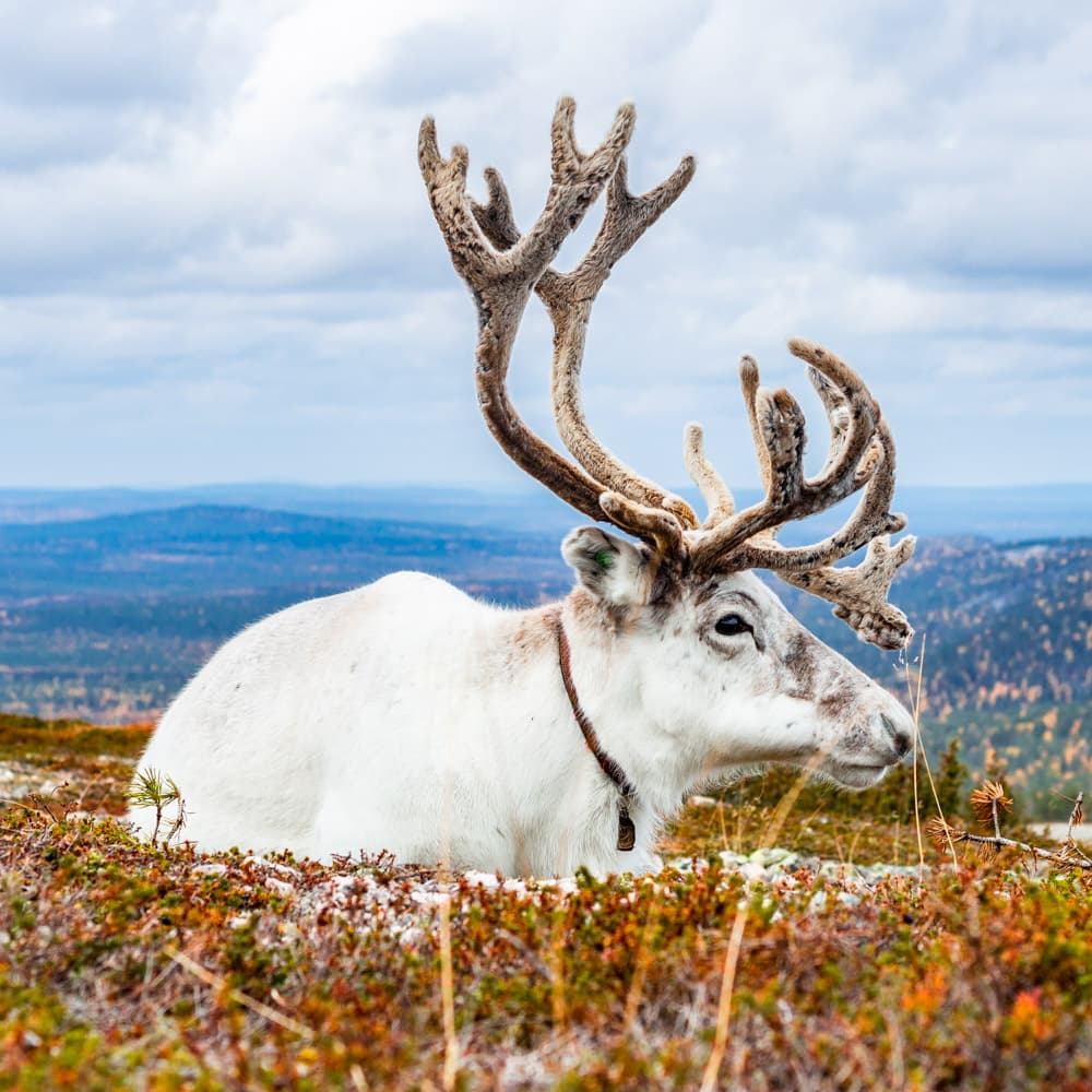 Pyha-Luosto National Park — Finland, Scandinavia