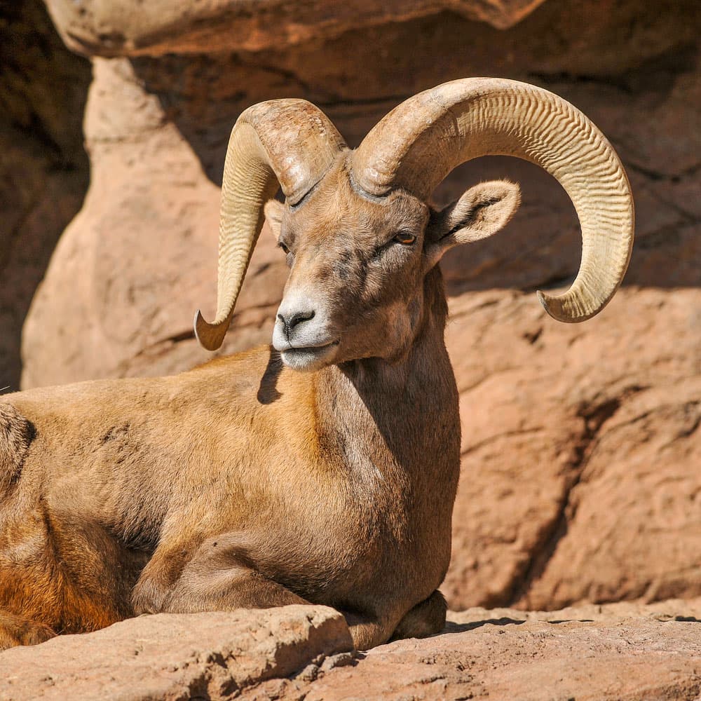 The Sonora Desert Museum — Southern Arizona, Arizona, United States, North America