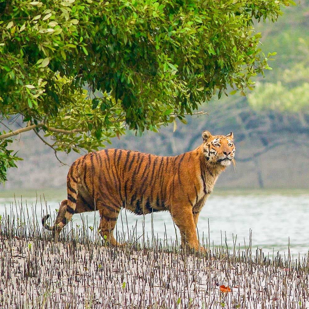 The Sundarbans — India, Asia