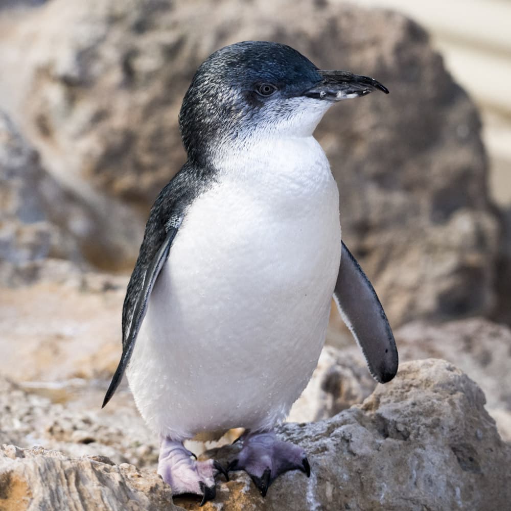 Penguin Island — 