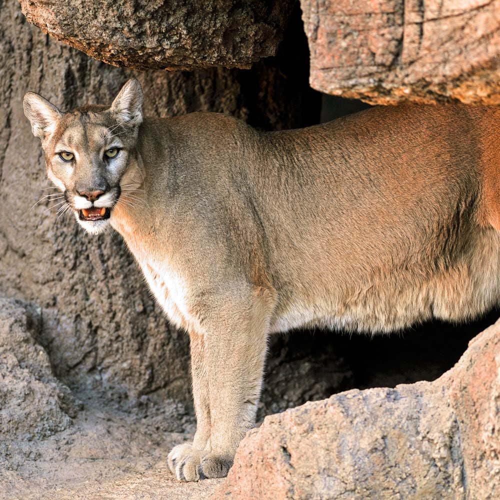 The Sonora Desert Museum — 