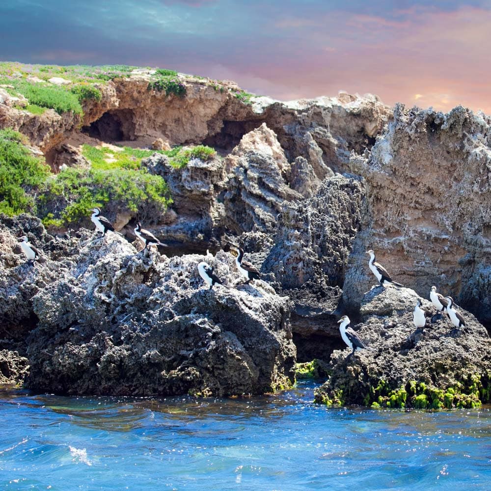 Penguin Island — 