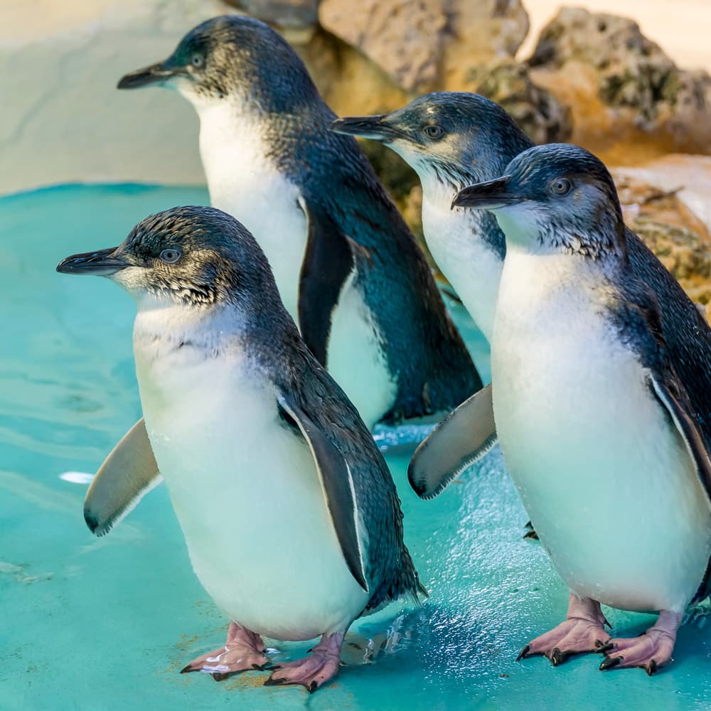 Penguin Island — 