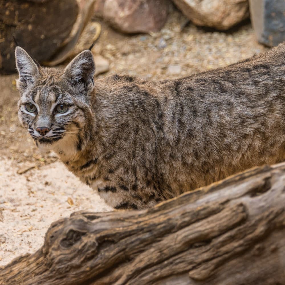 The Sonora Desert Museum — 