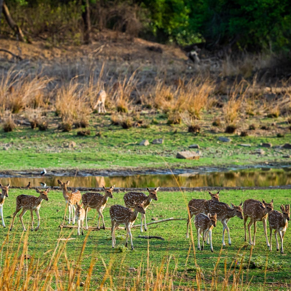 Ranthambore National Park — 