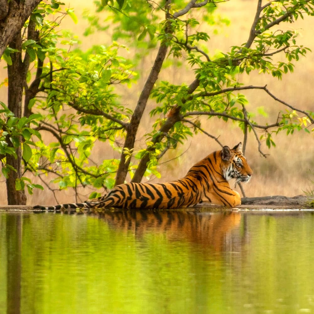 Ranthambore National Park — 