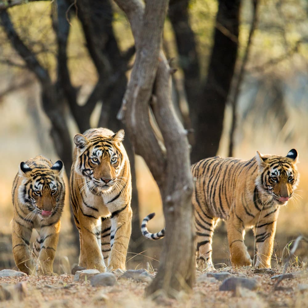 Ranthambore National Park — 