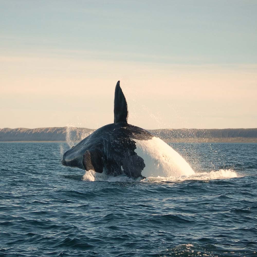 Puerto Madryn — Argentina, South America