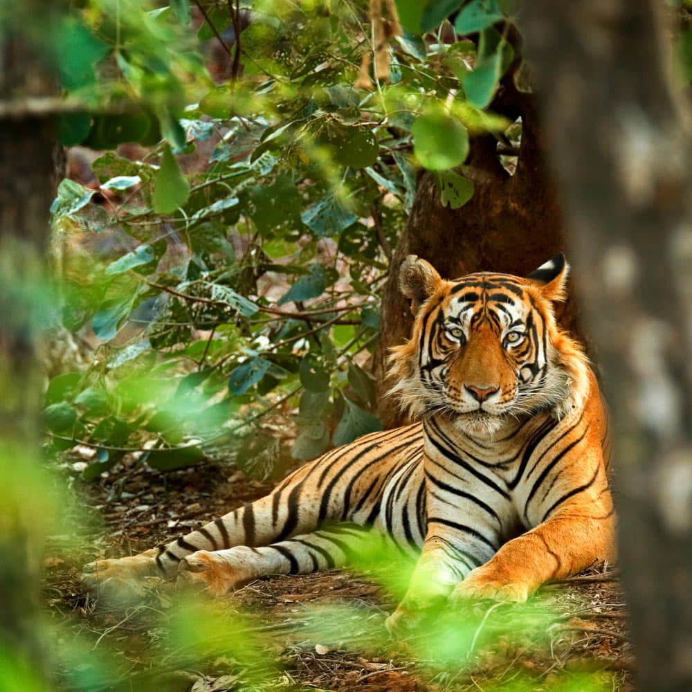 Ranthambore National Park — 