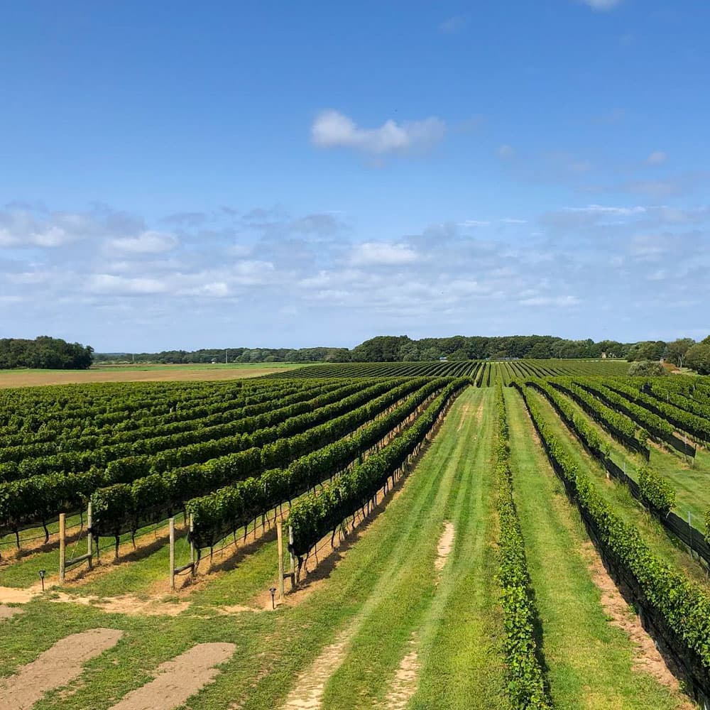 Paumanok Vineyards — 