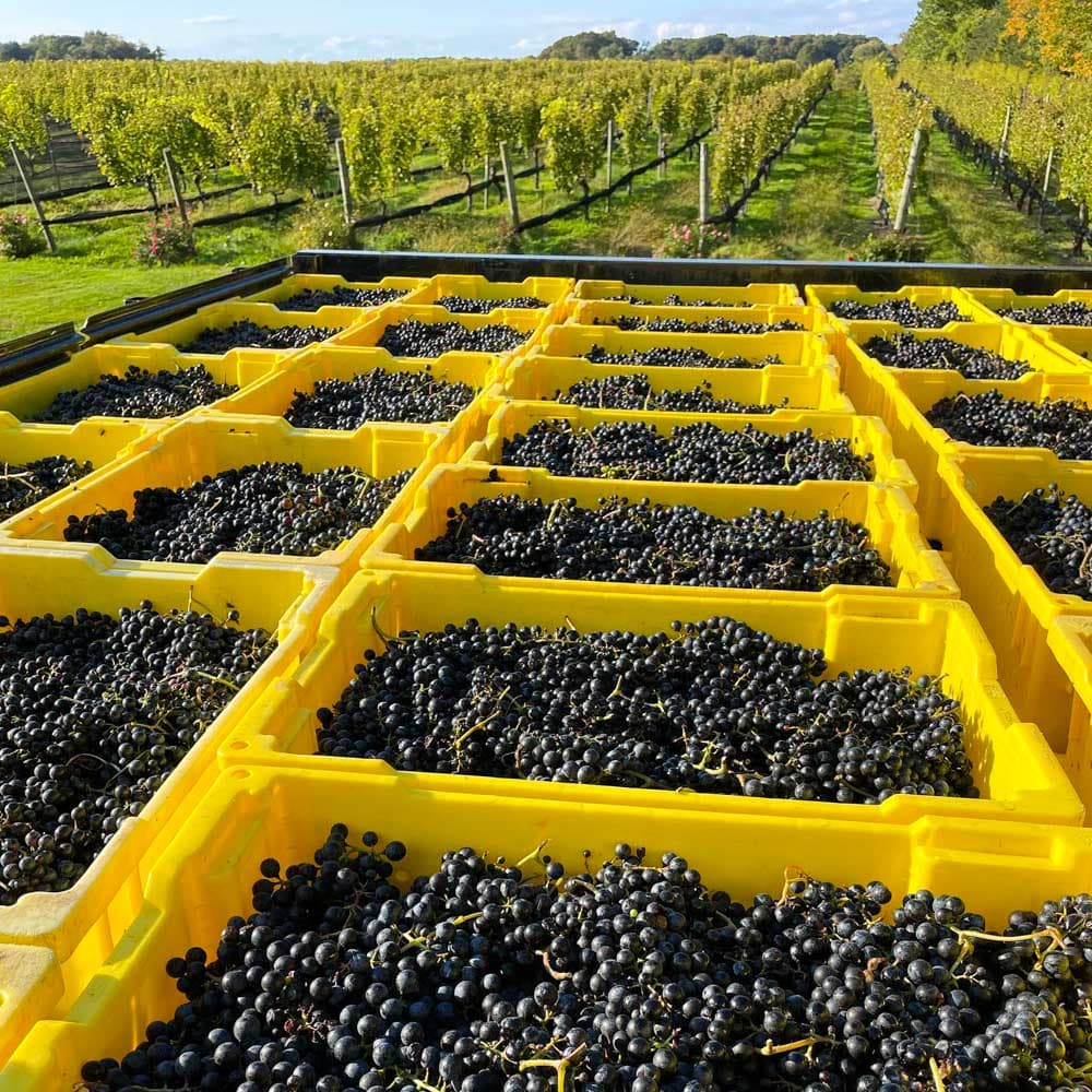 Paumanok Vineyards — 