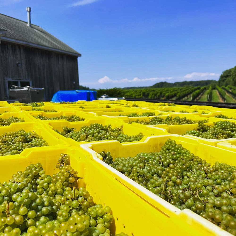 Paumanok Vineyards — 