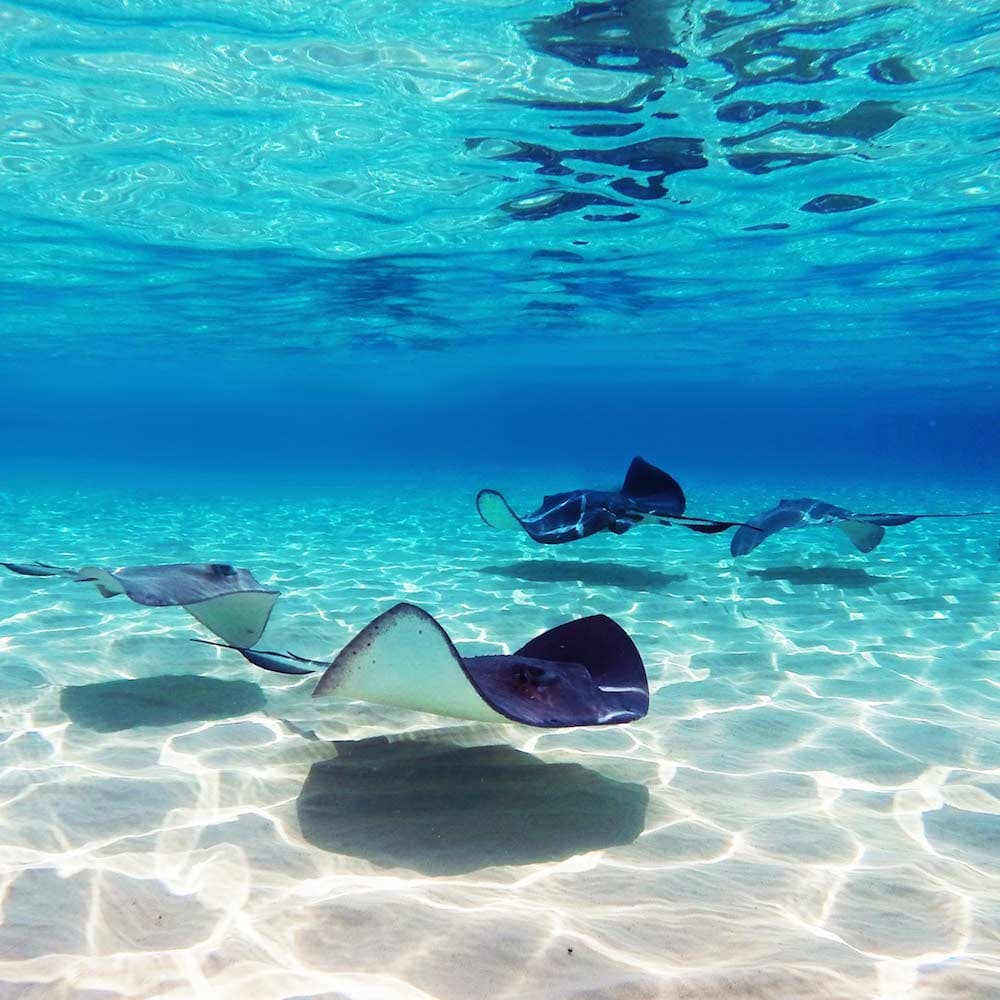 Stingray City, Grand Cayman — Cayman Islands, Caribbean