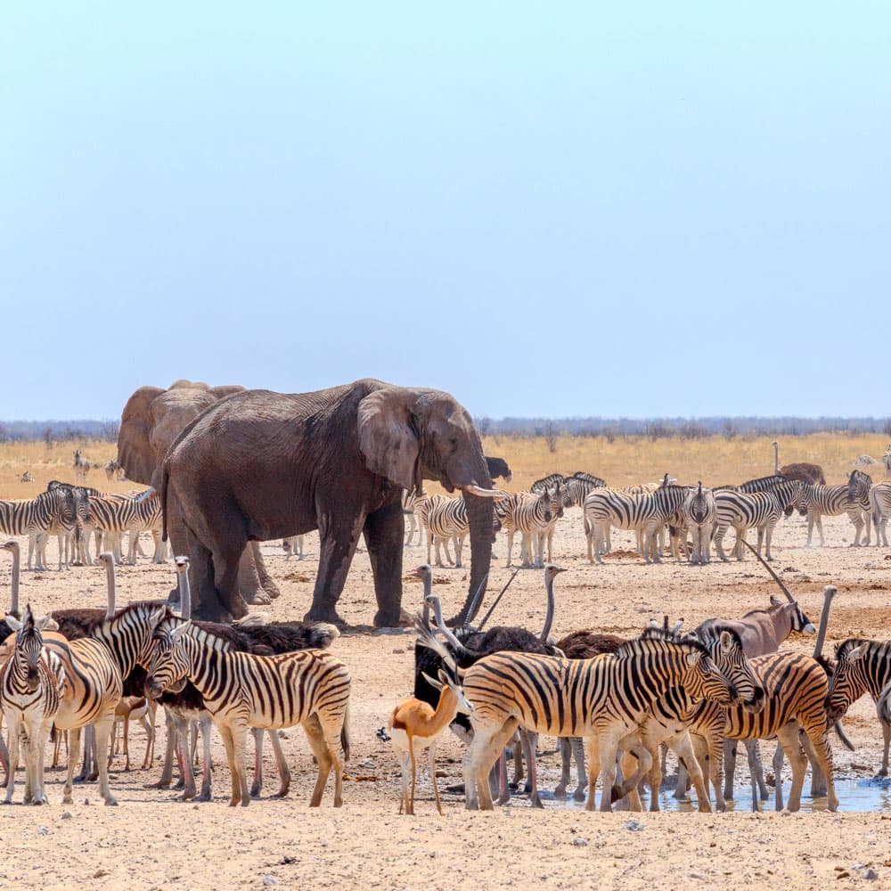 Etosha National Park — Namibia, Africa