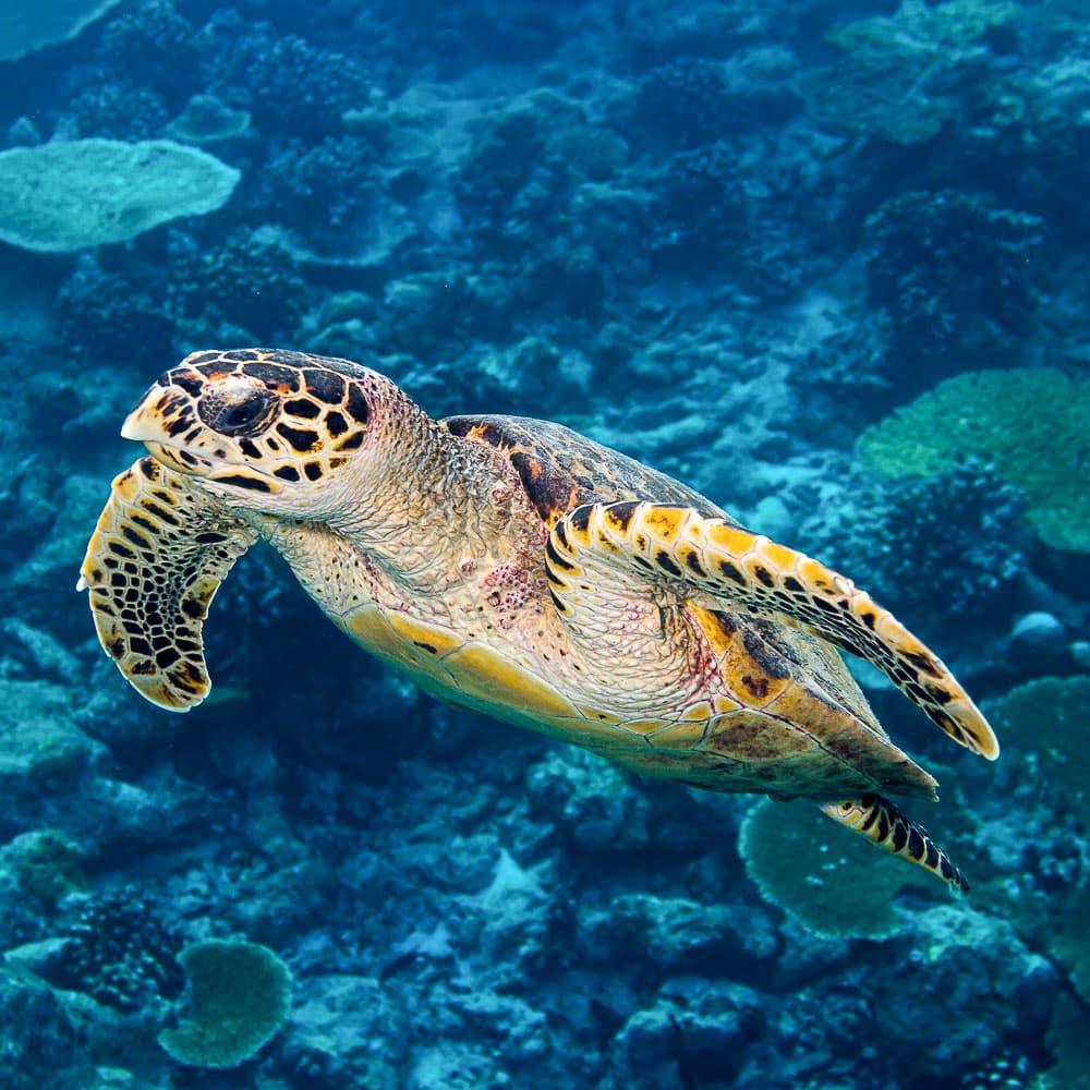 Arnarvon Islands — Solomon Islands, Oceania