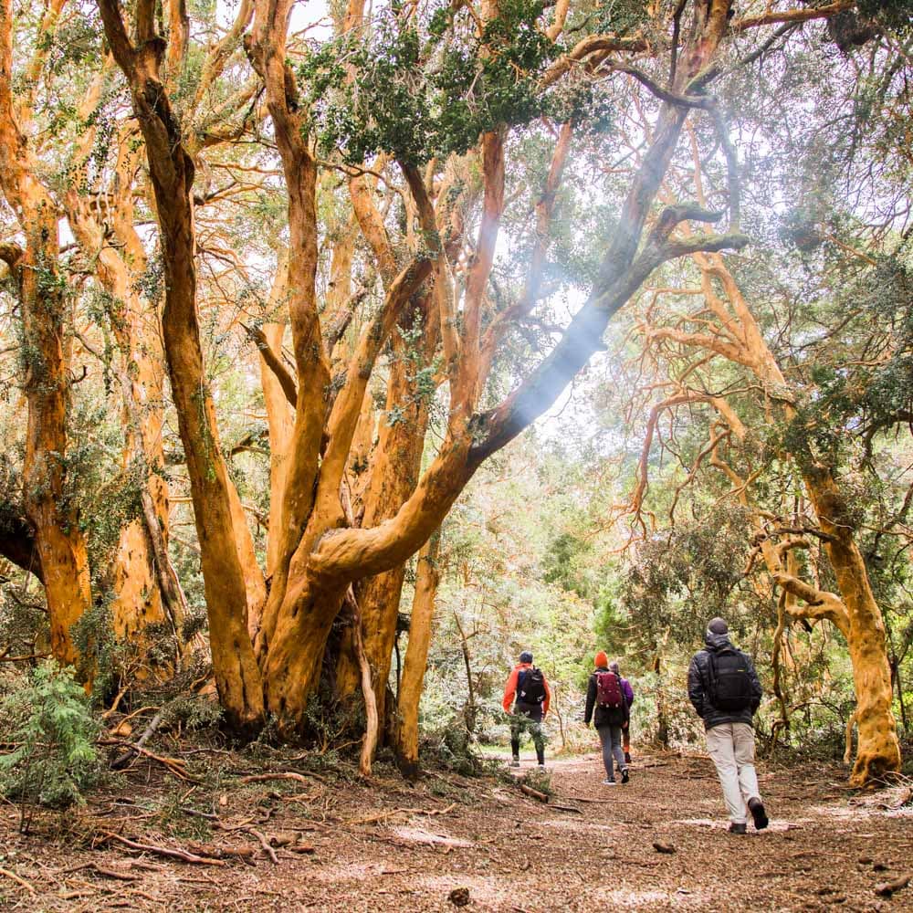 Arrayanes National Park — 