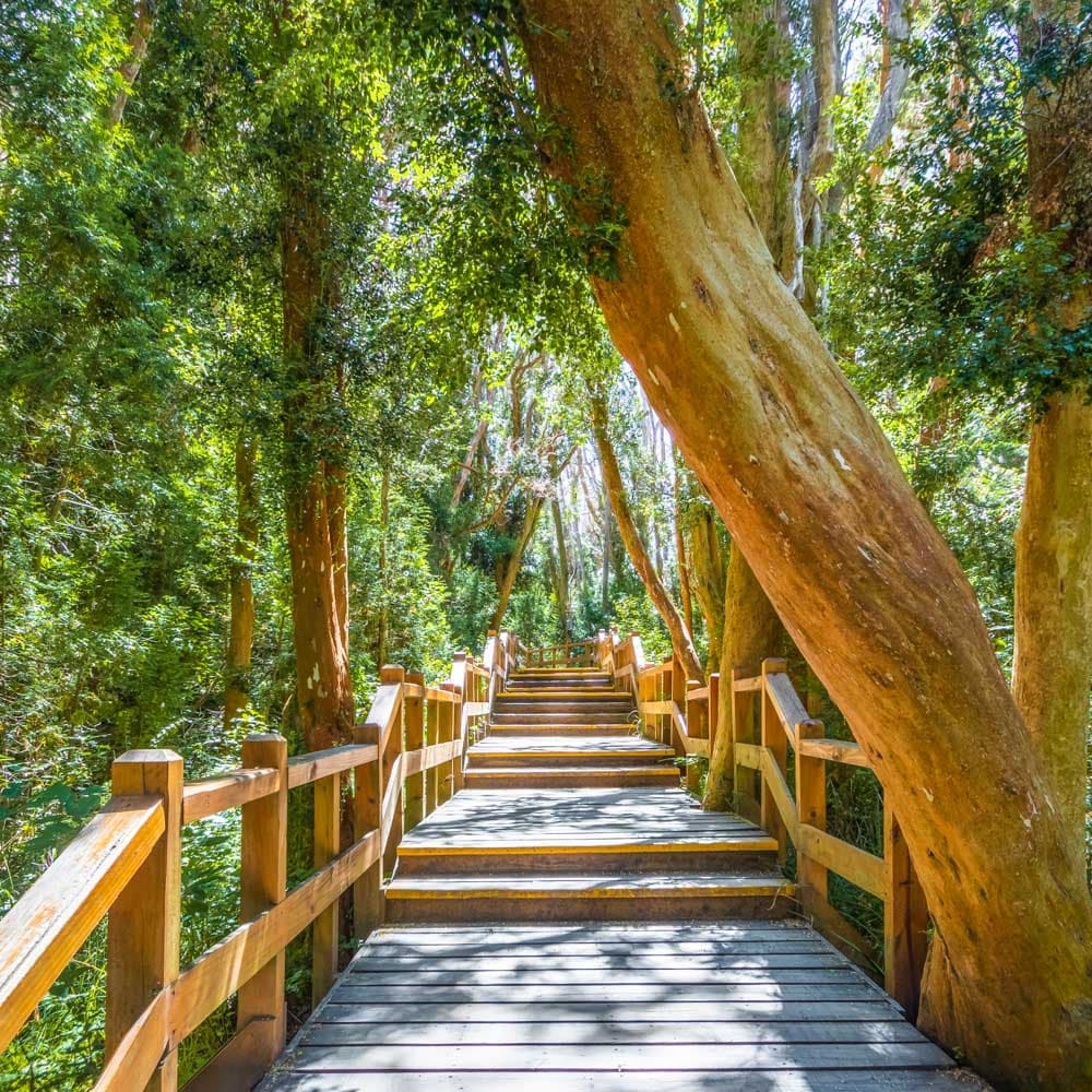 Arrayanes National Park — 