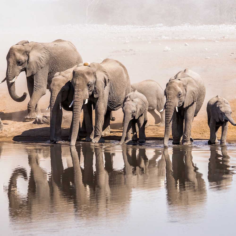 Etosha National Park — 