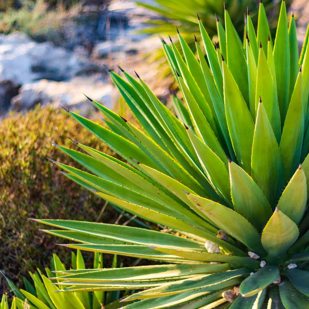 Ayia Napa Cactus Park — Cyprus, Western Europe