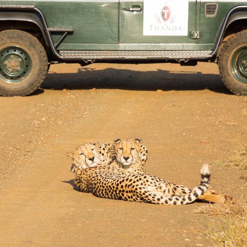 Thanda Private Game Reserve — 