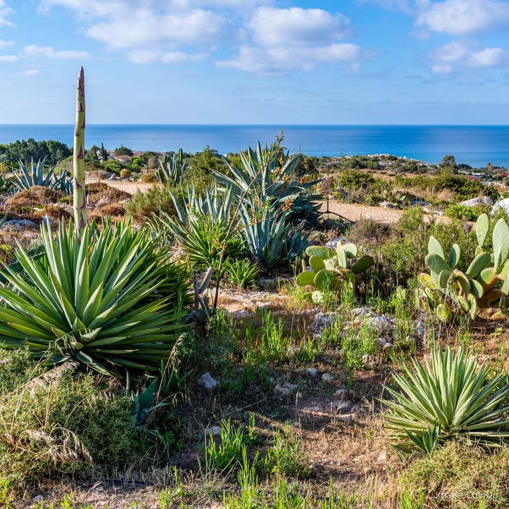 Ayia Napa Cactus Park — 
