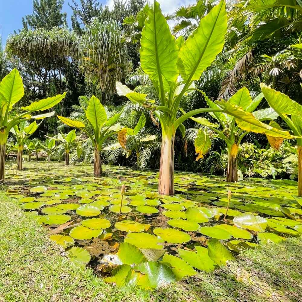 Seychelles National Botanical Gardens — Mahé, Seychelles, Africa
