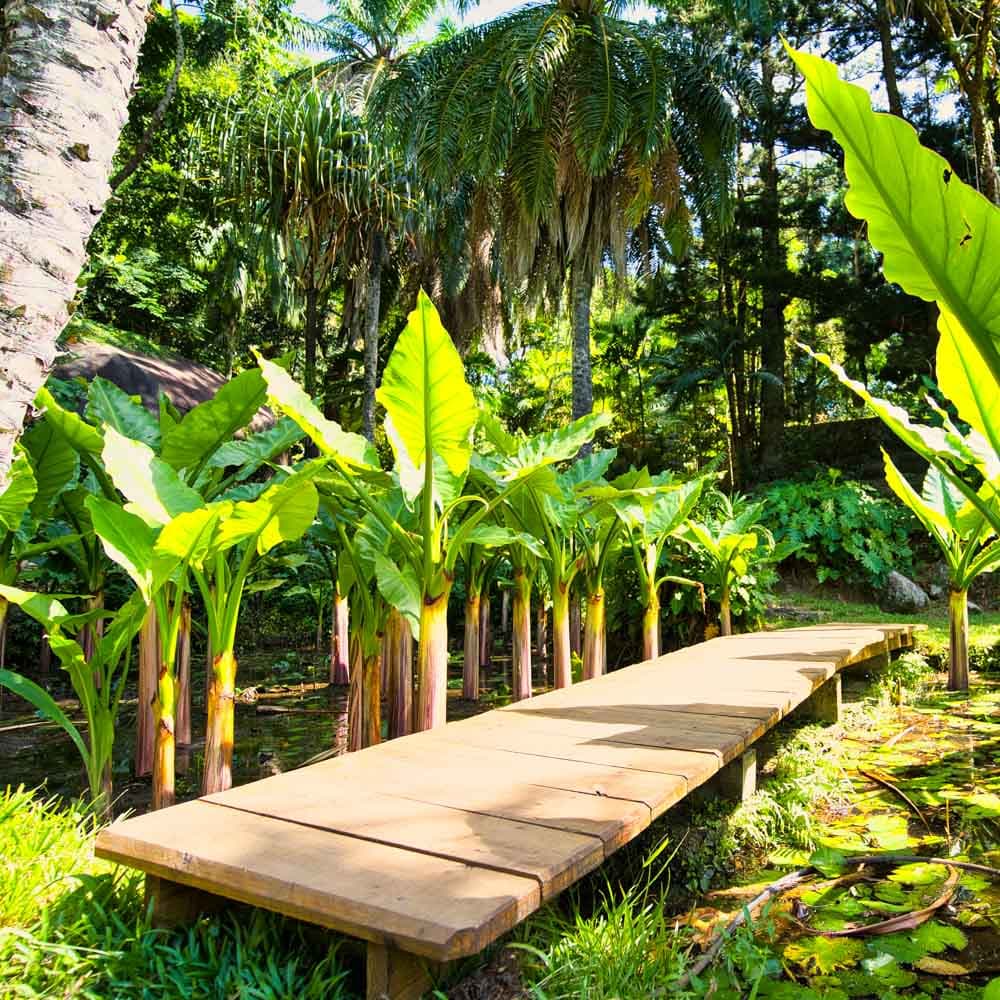 Seychelles National Botanical Gardens — 