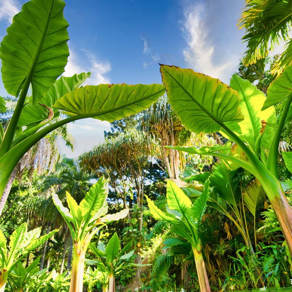 Seychelles National Botanical Gardens — 