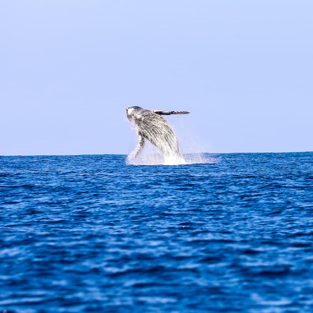 Ballenas Los Cóbanos — El Salvador, Central America